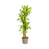 Dracaena Fragrans Massangeana Ø30cm - ↕170-190cm Bild 1