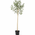 Künstlicher Eukalyptus 180 cm – Naturgetreue Deko ohne Pflege Bild 1