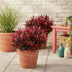 GreenboutiQ - Gartenpflanze - Leucothoe Zeblid - Rot - 1 Pflanze - Immergrün - Wenig Pflege - Topf 17cm Höhe 45cm Bild 4