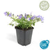 60x Stern-Glockenblume 'Stella' - 10-25cm - Ø9cm Bild 3