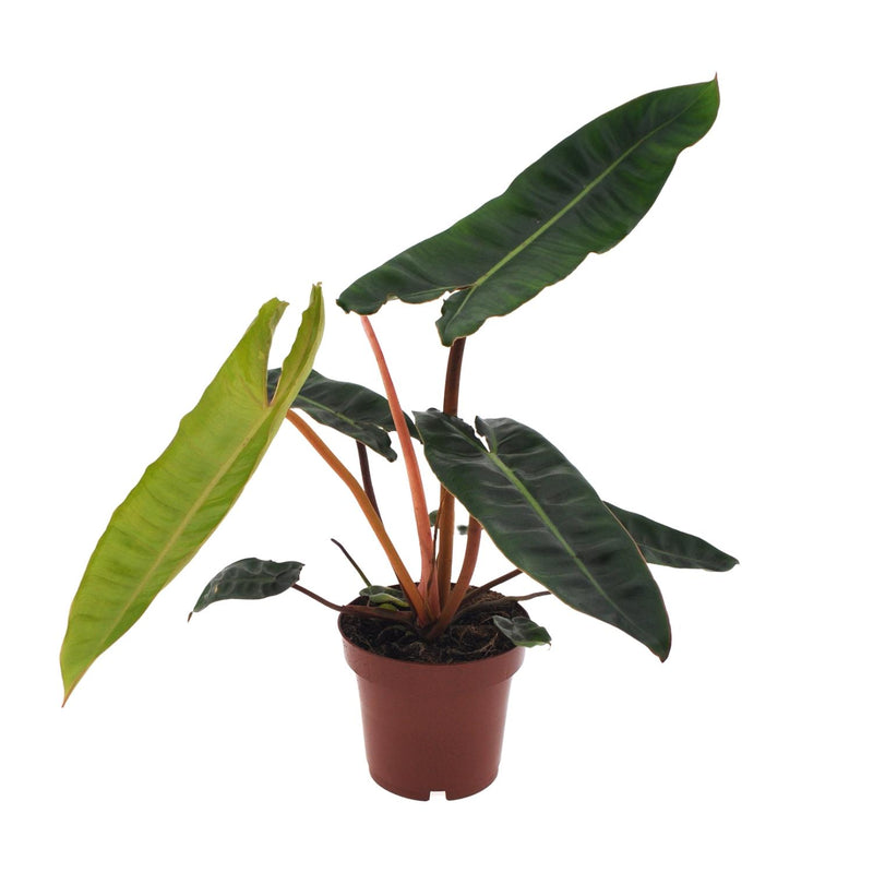 Philodendron Billietiae - Topf Ø12cm, Höhe ca. 25cm
