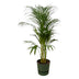 Areca-Palme: Tropische Schönheit im elho Topf (110cm) Bild 1