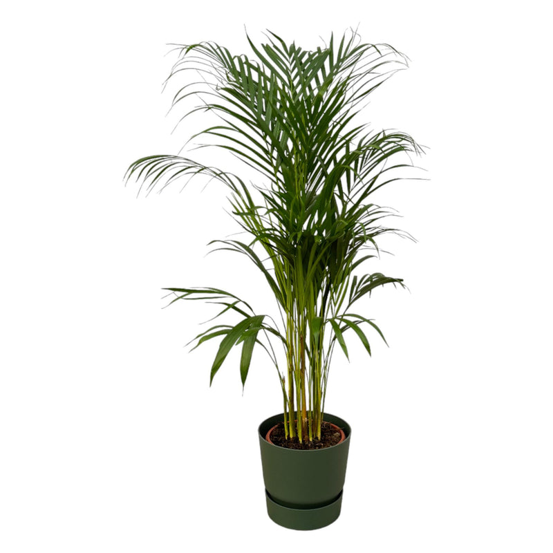 Areca-Palme: Tropische Schönheit im elho Topf (110cm)