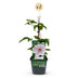 Clematis Miss Bateman Climbing Plant - 2 Plants, White Flowers, Low Maintenance Bild 2