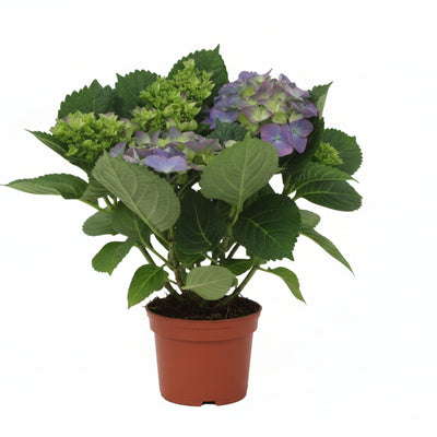 Hydrangea Blauw XL - 14cm Topf - 35cm hoch