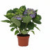 Hydrangea Blauw XL - 14cm Topf - 35cm hoch Bild 1