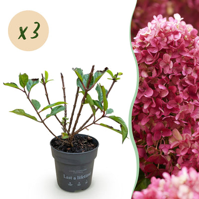 Hydrangea Panniculata Living Little Rosy - 3 rosa Bauernhortensien im Topf
