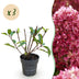 Hydrangea Panniculata Living Little Rosy - 3 rosa Bauernhortensien im Topf Bild 1