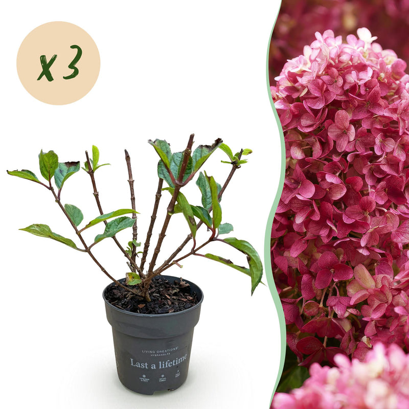 Hydrangea Panniculata Living Little Rosy - 3 rosa Bauernhortensien im Topf