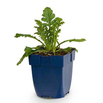 Green boutiQ - Perennial - Scabiosa col. Butterfly Blue - Pincushion flower - Bee and butterfly magnet - Purple - 1 plant - Pot 11cm - Height 15-25cm