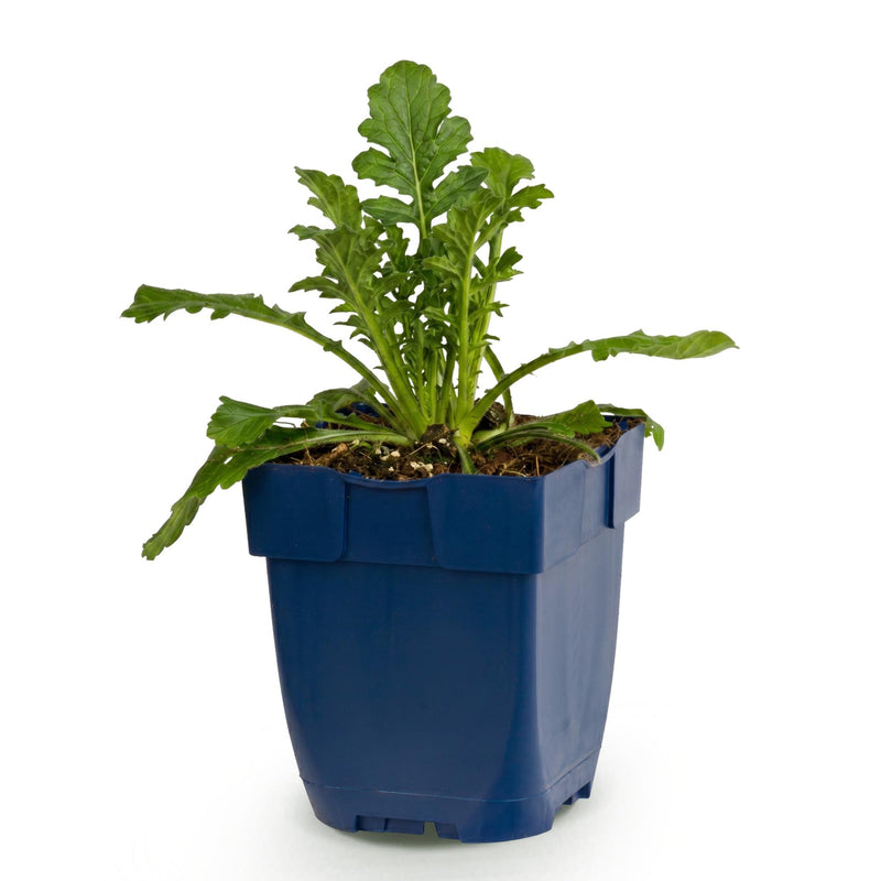 Green boutiQ - Staude - Scabiosa col. Butterfly Blue - Taubenkraut - Bienen und Schmetterlingsmagneten - Lila - 1 Pflanze - Topf 11cm - Höhe 15-25cm