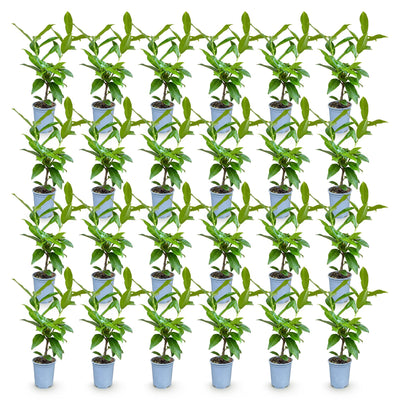 Green boutiQ - 24x Prunus laur. Novita - Lorbeer-Kirsche - Heckenpflanzen - Immergrün - Grün - Topf 9cm - Höhe 25-35cm