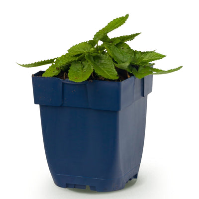 Green boutiQ - Perennials - Stachys mon. Hummelo - Lamb's Ear - Bee and Butterfly Attractor - Purple - 1 Plant - 11cm Pot - Height 15-25cm