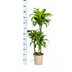 Dracaena Deremensis Dorado Topfpflanze Ø21cm | 100-120cm Höhe Bild 2