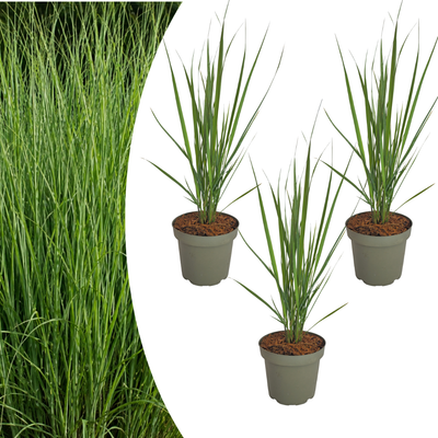 3x Panicum virgatum 'Northwind' – Strongly upright ornamental grass with a slender growth habit | Pot size 12 cm