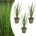 3x Panicum virgatum „Northwind“ – Kräftig aufragendes Ziergras mit schlanker Wuchsform | Topfgröße 12 cm Bild 1