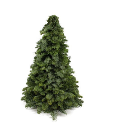 Nobilis-Weihnachtsbaum - ↕50cm