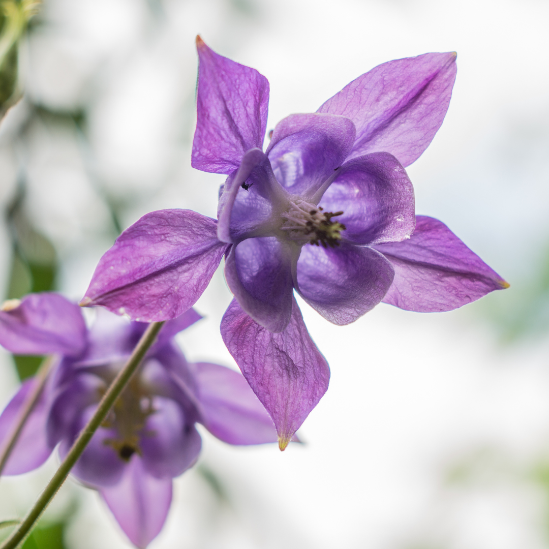 12x Aquilegia vulgaris, 10-25cm hoch, 9cm Topf