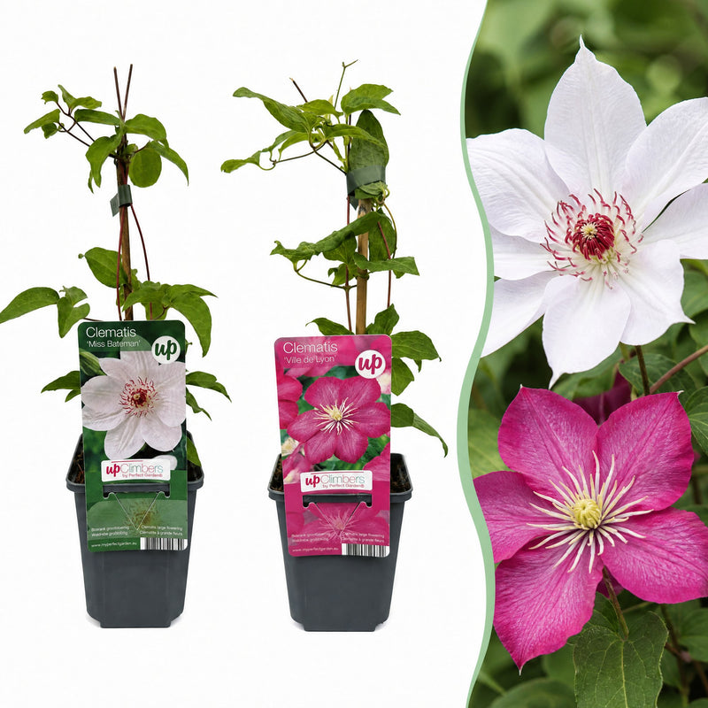 2x Clematis Duo Pink & White - Waldrebe Duo Pink & White - Weiß - Rosa - Kletterpflanze - Ø9cm - ↕35cm