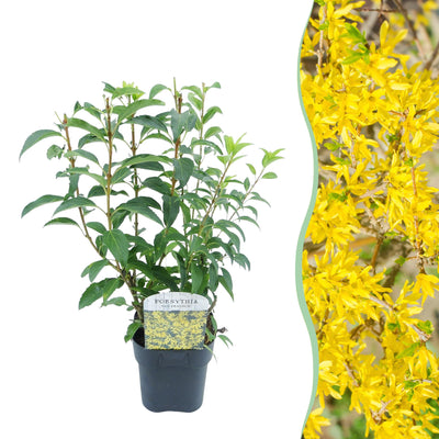 Forsythia 'Goldrauch' Strauch: Gelbe Blüte, pflegeleicht, 45cm