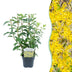 Forsythia 'Goldrauch' Strauch: Gelbe Blüte, pflegeleicht, 45cm Bild 1