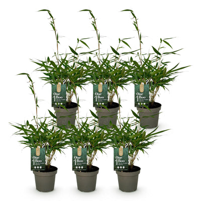 Green boutiQ Bambus Fargesia robusta Pingwu - 6 Pflanzen, Topf 14cm