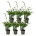 Green boutiQ Bamboo Fargesia robusta Pingwu - 6 Plants, 14cm Pot Bild 2
