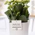 Kalanchoe 'White' im Keramiktopf Ø 12 cm, 27 cm hoch Bild 2