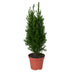 Ellwoodii Groen Pflanze Ø9cm - 35cm Hohe Zimmerpflanze Bild 1
