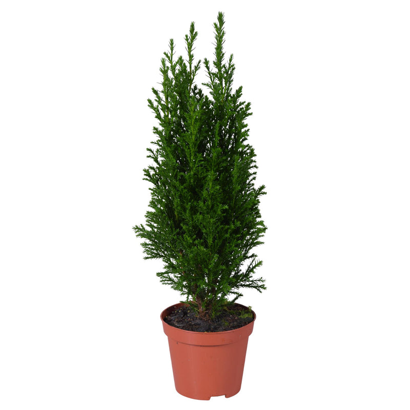 Ellwoodii Groen Pflanze Ø9cm - 35cm Hohe Zimmerpflanze