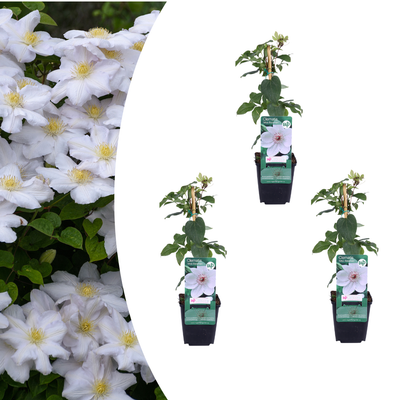 3x Clematis 'Miss Bateman' – Weiße Kletterpflanze im P9 Topf