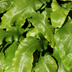 Hirschzungenfarn (Asplenium scolopendrium) - 10-25cm Topf Ø9cm Bild 6