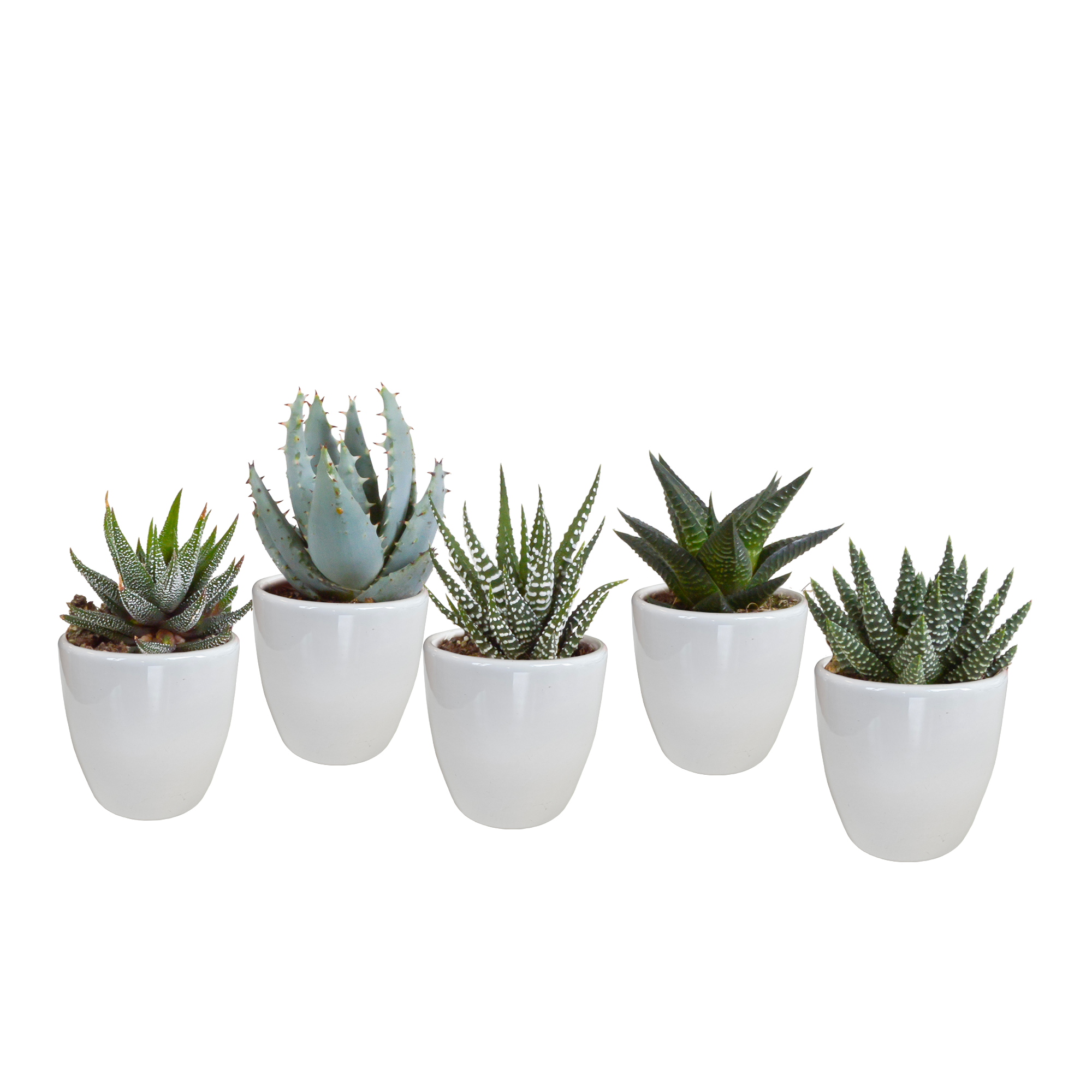 Gasteria/Haworthia-Mischung 5,5cm - in witte pot - 5x