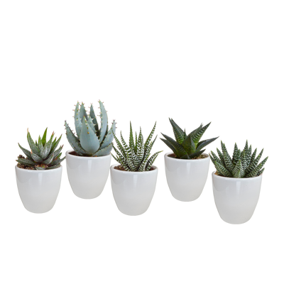 Gasteria/Haworthia-Mischung 5,5 cm: 5 Pflanzen im weißen Topf