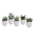 Gasteria/Haworthia-Mischung 5,5 cm: 5 Pflanzen im weißen Topf Bild 1