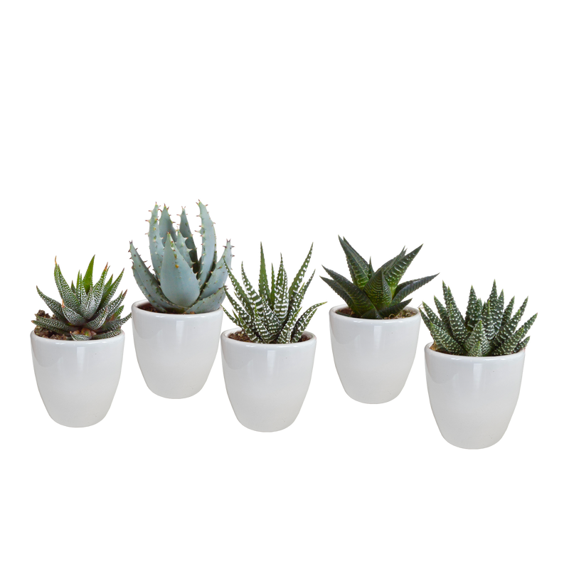 Gasteria/Haworthia-Mischung 5,5 cm: 5 Pflanzen im weißen Topf