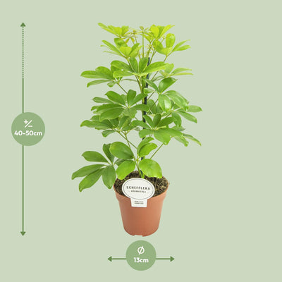 Schefflera Nora Zimmerpflanze - Ø13cm Topf, 45cm Höhe