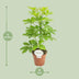 Schefflera Nora Zimmerpflanze - Ø13cm Topf, 45cm Höhe Bild 2