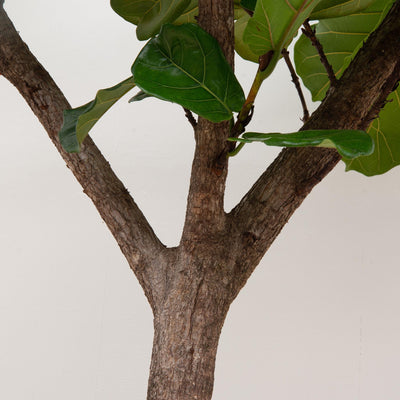 Ficus Lyrata Baum XXXL - Geigenfeige, 270cm, Ø45