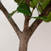 Ficus Lyrata Baum XXXL - Geigenfeige, 270cm, Ø45 Bild 2
