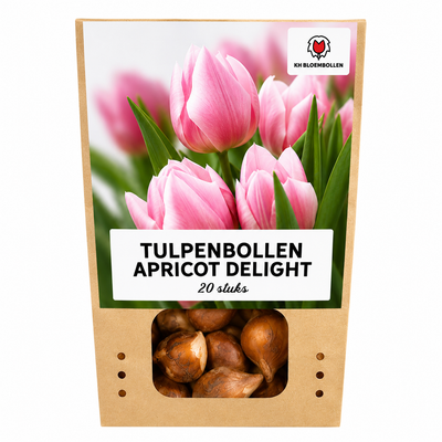 Tulpenzwiebeln Apricot Delight – 20 Stück | KH Bloembollen® | Rosa-Apricot-Tulpe – Sanft & Frisch – Geschenk für Garten oder Topf – Größe 11/12 – Frisch vom Züchter!
