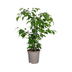 Ficus Benjamina Exotica Ø17cm - ↕60 - 80cm Bild 2