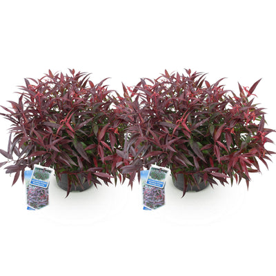 GreenboutiQ - Garden Plant - Leucothoe Burning Love - Red - 2 Plants - Evergreen - Low Maintenance - Pot 17cm Height 45cm