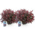GreenboutiQ - Gartenpflanze - Leucothoe Burning Love - Rot - 2 Pflanzen - Immergrün - Wenig Pflege - Topf 17cm Höhe 45cm Bild 2