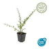 12x Cotoneaster suec. 'Coral Beauty' - ↕10-25cm - Ø9cm Bild 2