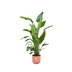 Bundle Deal - Strelitzia Nicolai including pot elho Vibes Fold Round pink Ø30 - 170 cm Bild 1