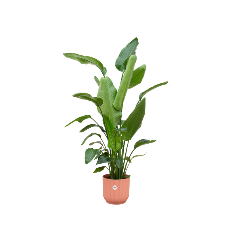 Bundle Deal - Strelitzia Nicolai including pot elho Vibes Fold Round pink Ø30 - 170 cm