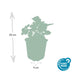 6x Heuchera mic. 'Palace Purple' - 10-25cm - Ø9cm Bild 3