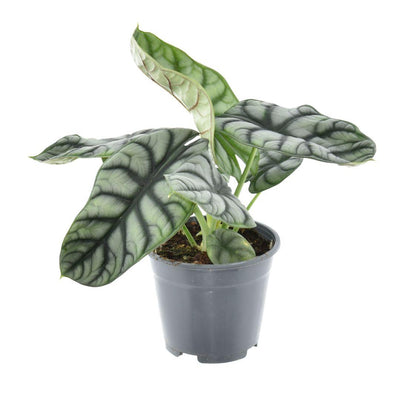 Alocasia Nebula Silver Compacta: Silberne Samtblätter, Ø14cm