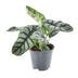 Alocasia Nebula Silver Compacta: Silberne Samtblätter, Ø14cm Bild 1